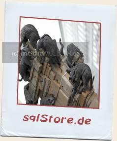 Katzbalgen_Am-Kattreppeln.jpg_ALT